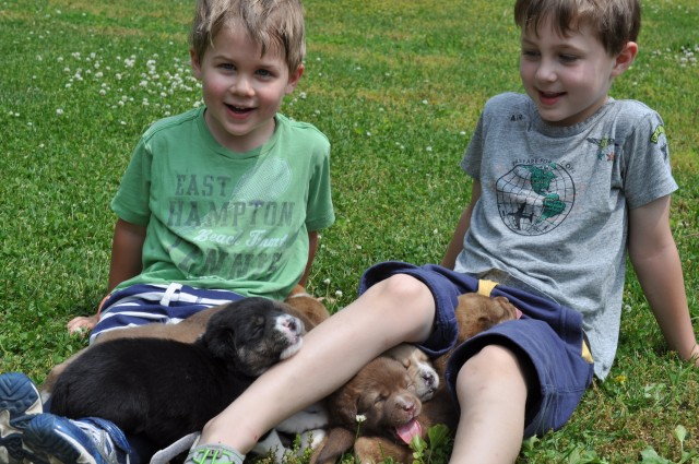 Humane Society Foster Program