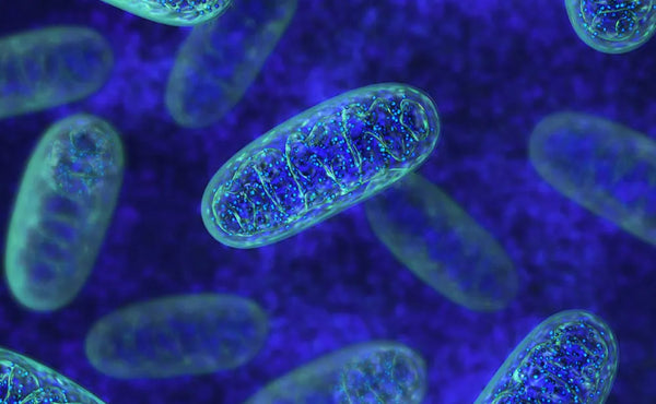 Mitochondria – The Key to Happiness