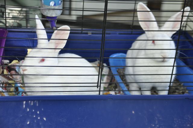 Photo of pair of bunnies